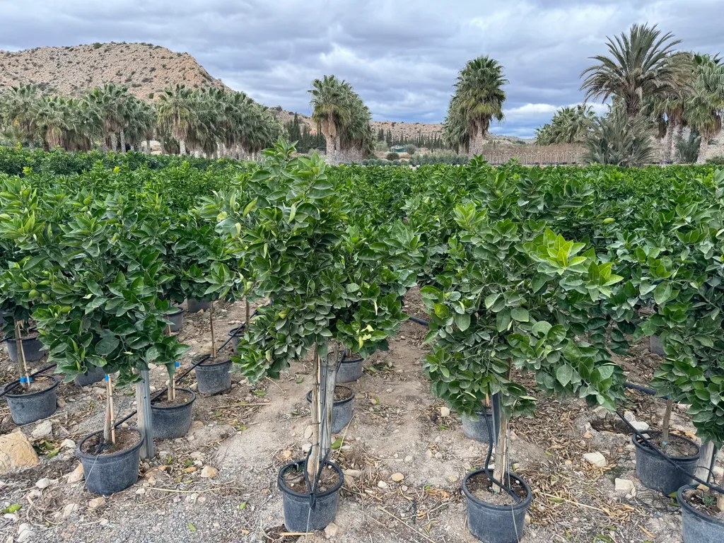 Sunny Tree Citronnier Grand 150 cm - Citrus Limon Arbre Fruitier 8 Ans