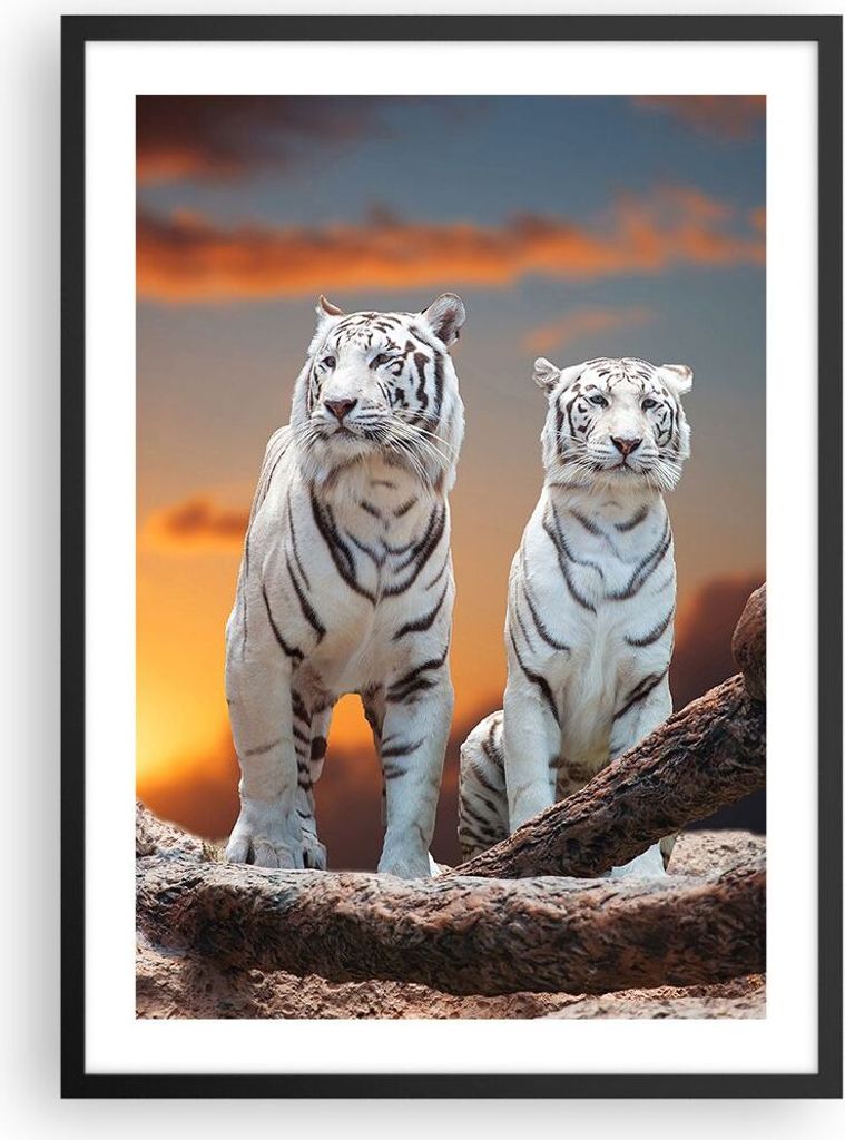 Gerahmtes Poster - Schwarzer Rahmen - Tiger weiß Rock Sonnenuntergang - 50x70 cm - Wand Bild - Wanddeko - Wandbilder - Wandposter - Bilderrahmen -...