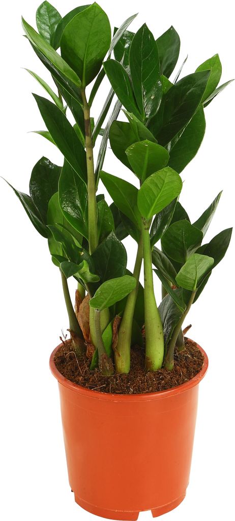 Dehner Glücksfeder, mit ledrigen Fiederblättern, 40 - 50 cm, Ø Topf 14 cm, Zimmerpflanze