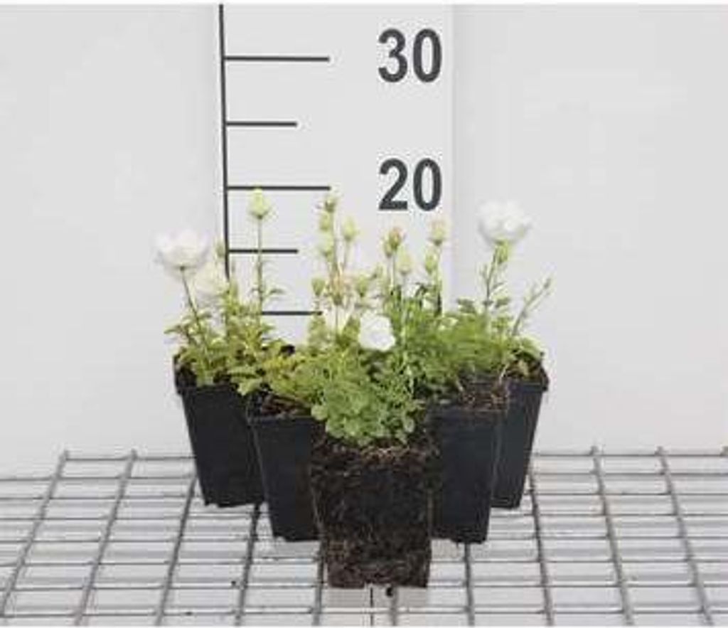 6 x Campanula carp. 'Weisse Clips' - Bergminze - Topf 9 x 9 cm