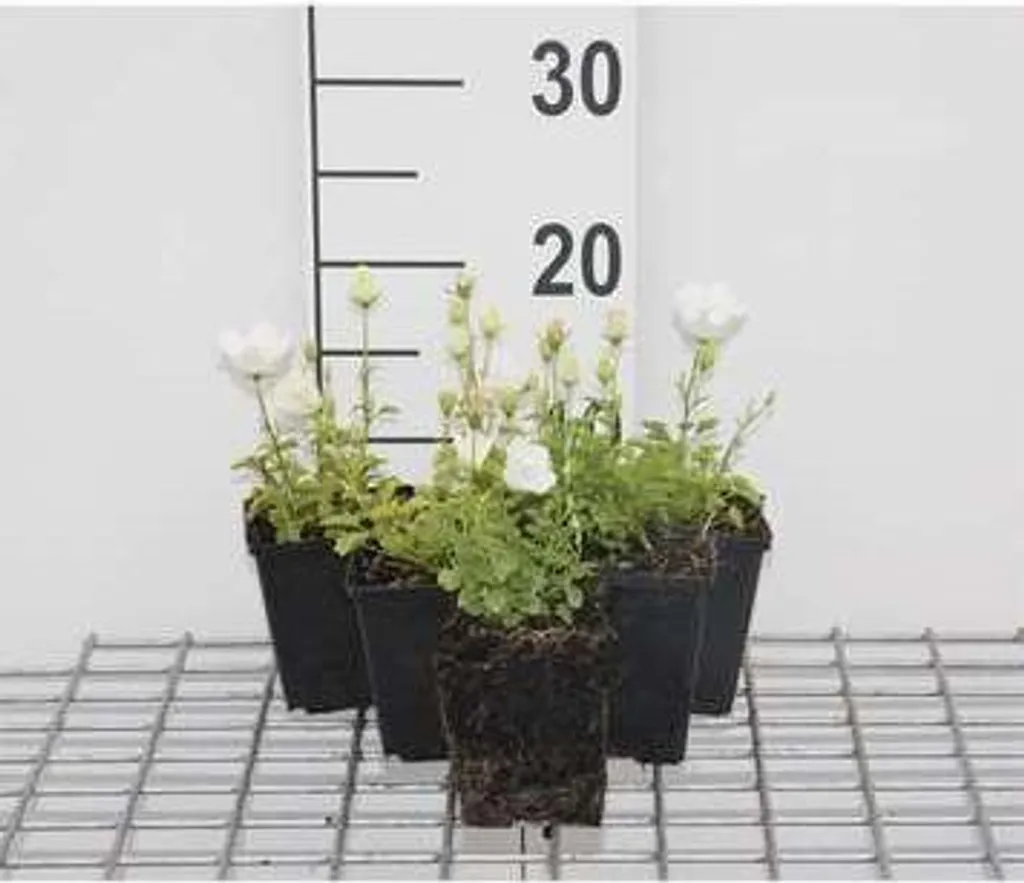 Campanula carp. White Clips : 6 plantes de rocaille blanches en pot