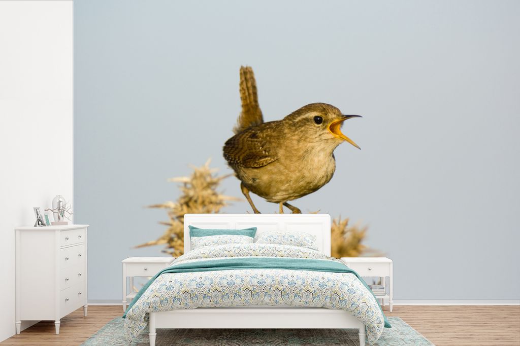 MuchoWow Fototapete für Wohnzimmer oder Schlafzimmer Wandtapete Vinyl Motivtapete Singender Zaunkönig auf einer gelben Weizenpflanze - 525x350 ...