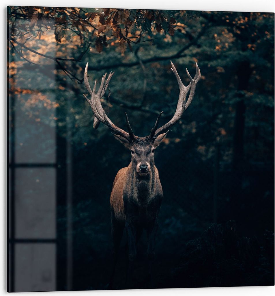 DEQORI Küchenrückwand Glas 60x60 cm 'Elch im Teutoburger Wald' Spritzschutz Bad Rückwand