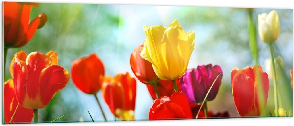 Bilder auf glas - Tulpe Blume Plantage Wiese - 140x50cm - Glasbilder - Wandbilder - Kunstdruck - zum Aufhängen bereit - Wanddekoration aus Glas - ...