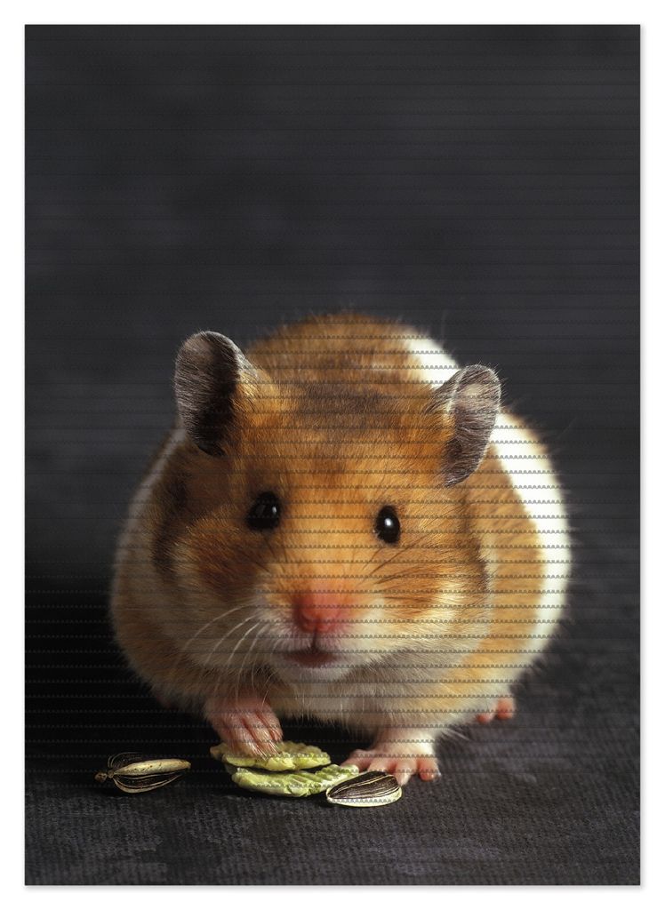 Wallario Duschmatte Antirutschmatte Badmatte Fußmatte Putziger Hamster mit Nüssen zwischen den Pfoten, Größe ca. 70 x 50 cm