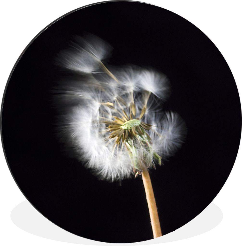 MuchoWow Aluminium Wandkreis Eine Pollenblume auf schwarzem Hintergrund Ø 30 cm Wanddeko Modern Wohnzimmer - Wand Bild - Wohnzimmer - Runde Bild...