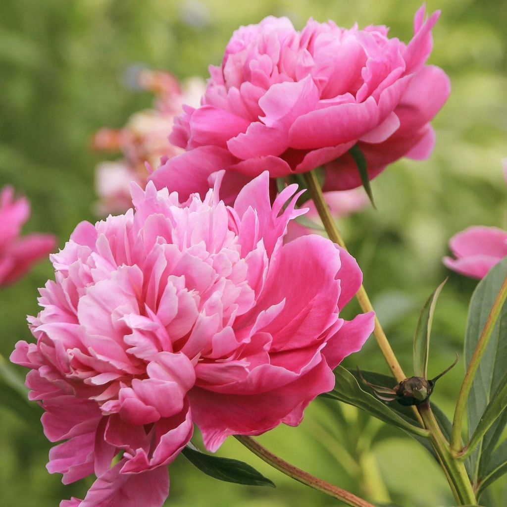Bakker.com - Rosa Pfingstrose, Das stück in nackte wurzel / 2-3 augen, verkauft im 2er-Pac