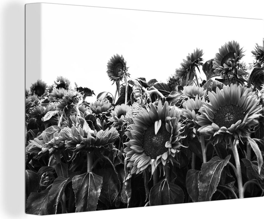 OneMillionCanvasses - Leinwandbilder - 140x90 cm, Sonnenblumen in Holland schwarz und weiß, Wandbilder Kunstdruck Wanddekoration - Foto auf Lein...