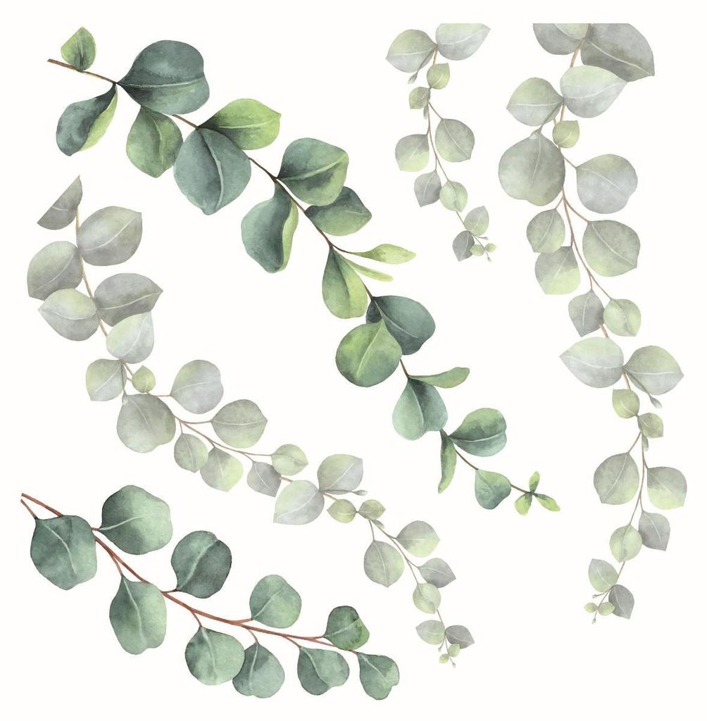 Samolepka na zeď eukalyptus 54120 M 31x31 cm Obrázek produktu 
