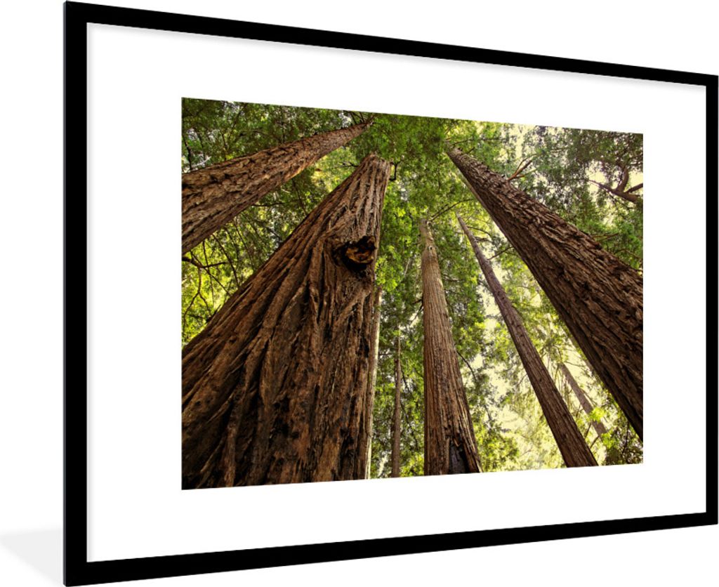 MuchoWow Gerahmtes Poster Darstellung von Redwood-Bäumen in einem Wald 90x60 cm - Poster mit Schwarzem Bilderrahmen Wandposter Rahmen Foto Bilde...