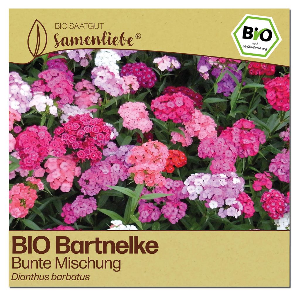 Samenliebe  Bartnelke Samen | Schnittblume - winterhart & Produktbild 