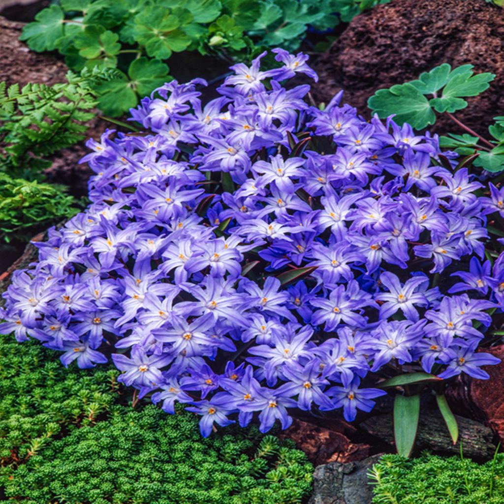 Chionodoxa Luciliae, "Lucilea" – 10 kusů. Cibule, cibulky, Obrázek produktu 