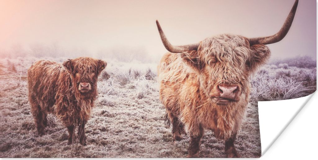 MuchoWow Poster Schottische Highlander - Schnee - Sonne 160x80 cm - Foto Poster