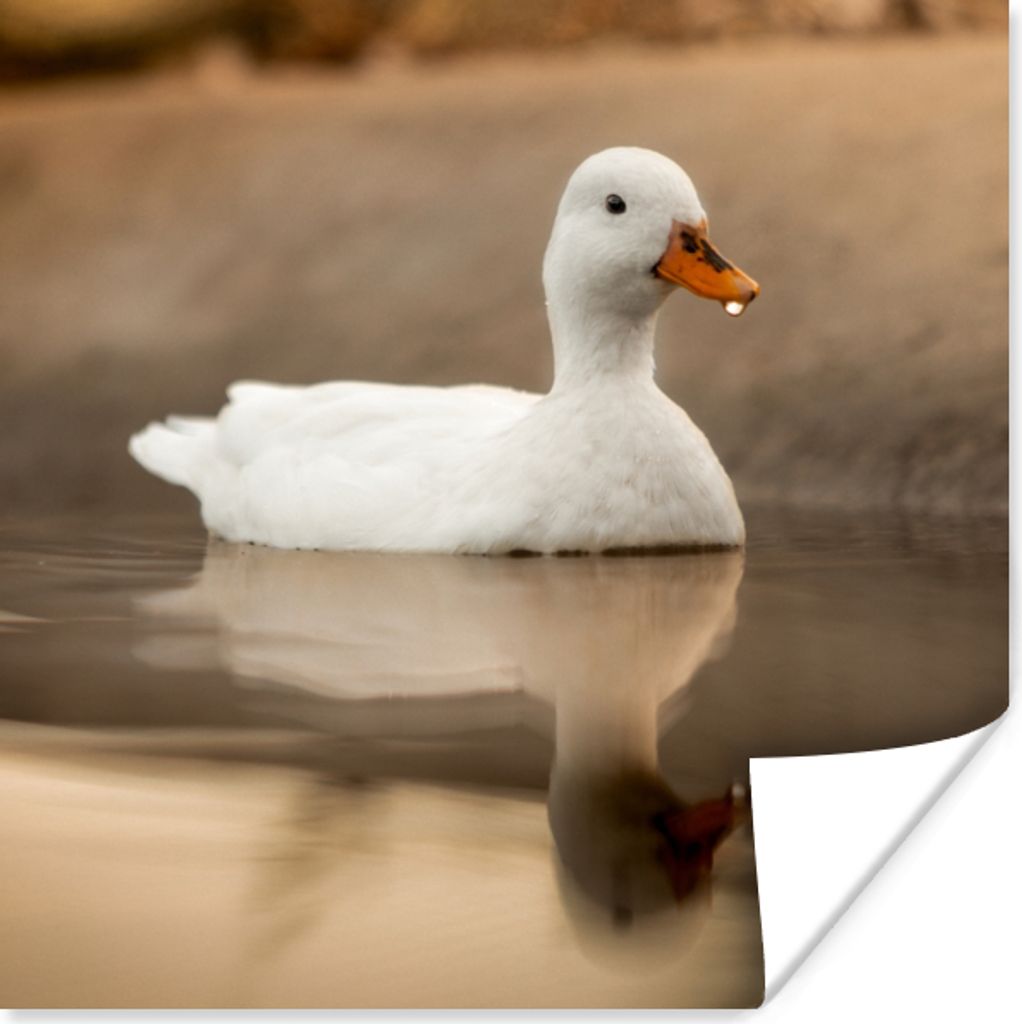 MuchoWow Poster Ente - Vogel - Wasser - Weiß 50x50 cm - Wohnzimmerdekoration