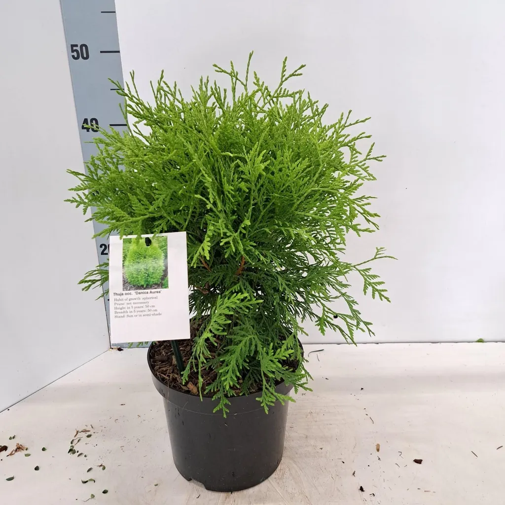 Arbre de vie Danica Aurea - Petit conifère d'ornement en pot 30-40 cm