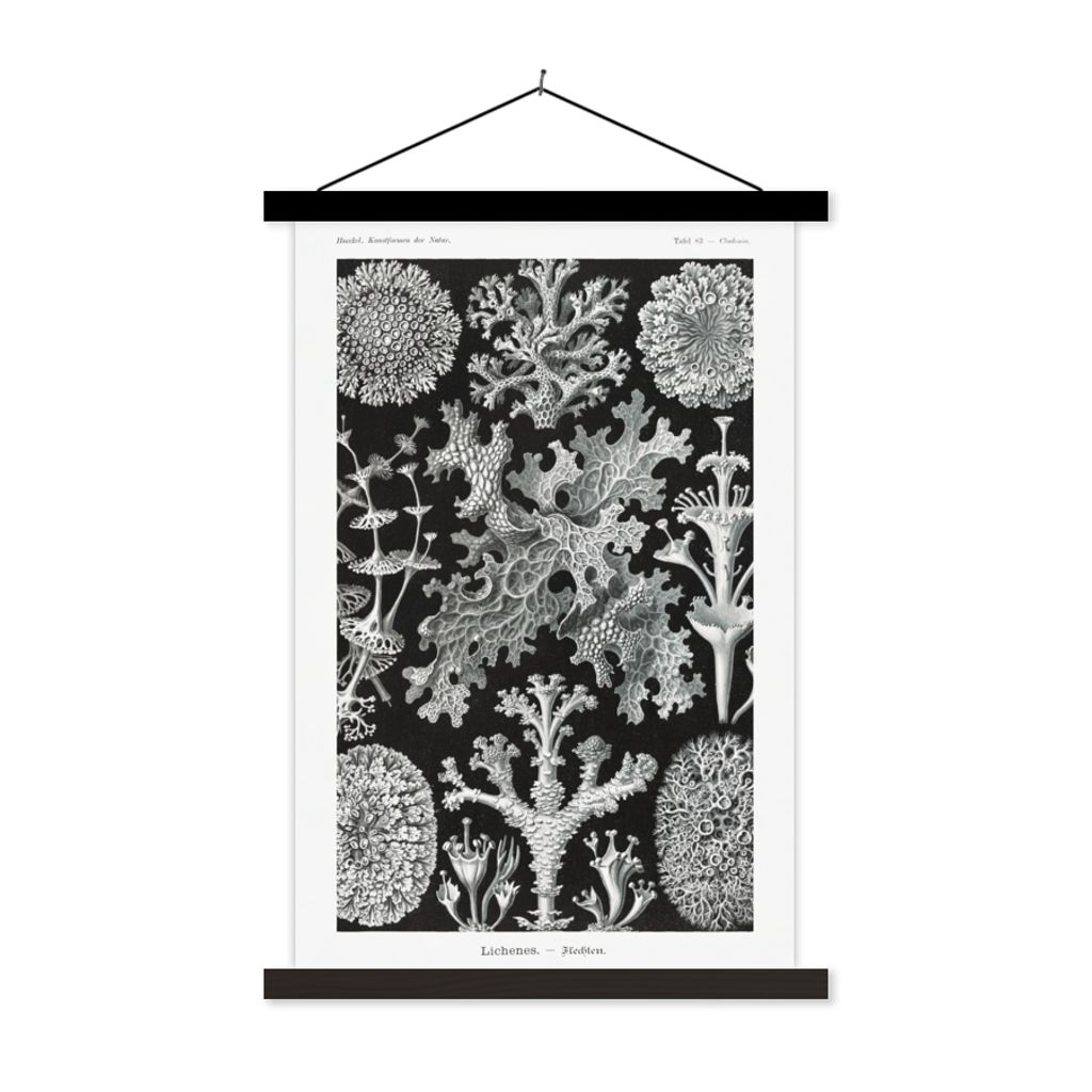 MuchoWow Textilposter Kunst - Koralle - Ernst Haeckel - Alte Meister - Natur 120x180 cm mit schwarzem Rahmen - Fotos