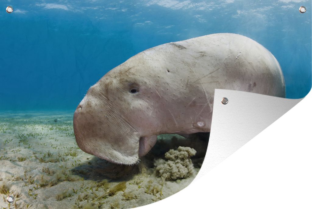 MuchoWow 90x60 cm Outdoor-Poster Gartendeko Sichtschutz Garten Poster für den Garten Ein Dugong ernährt sich von Seegras