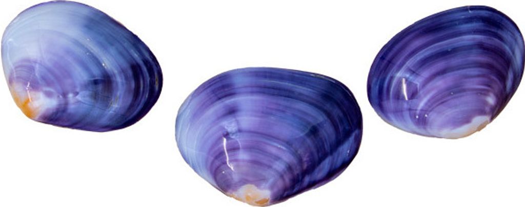 Echte Muschel Bivalvia codacia pupur 3-er Set ca.5-7 cm