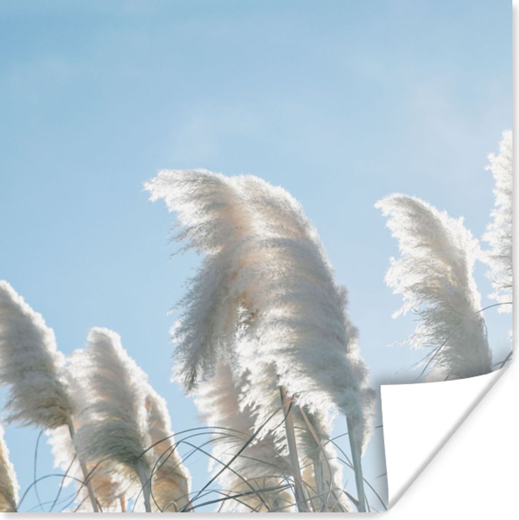 MuchoWow Poster Himmel - Gras - Pampasgras 50x50 cm - Wohnzimmerdekoration