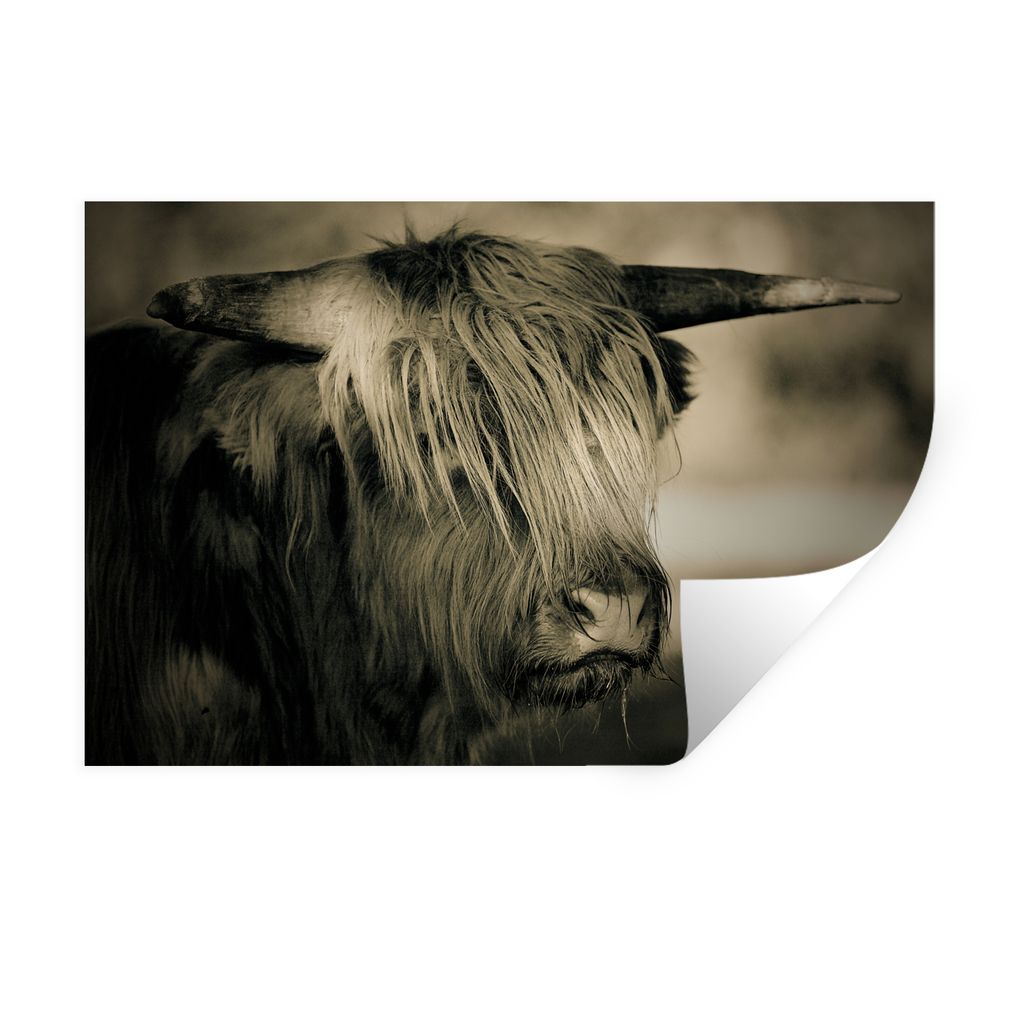 MuchoWow Wandtattoo Wandsticker Wandaufkleber Schottischer Highlander - Tiere - Haare 30x20 cm Selbstklebend und Repositionierbar - Wierderverwen...