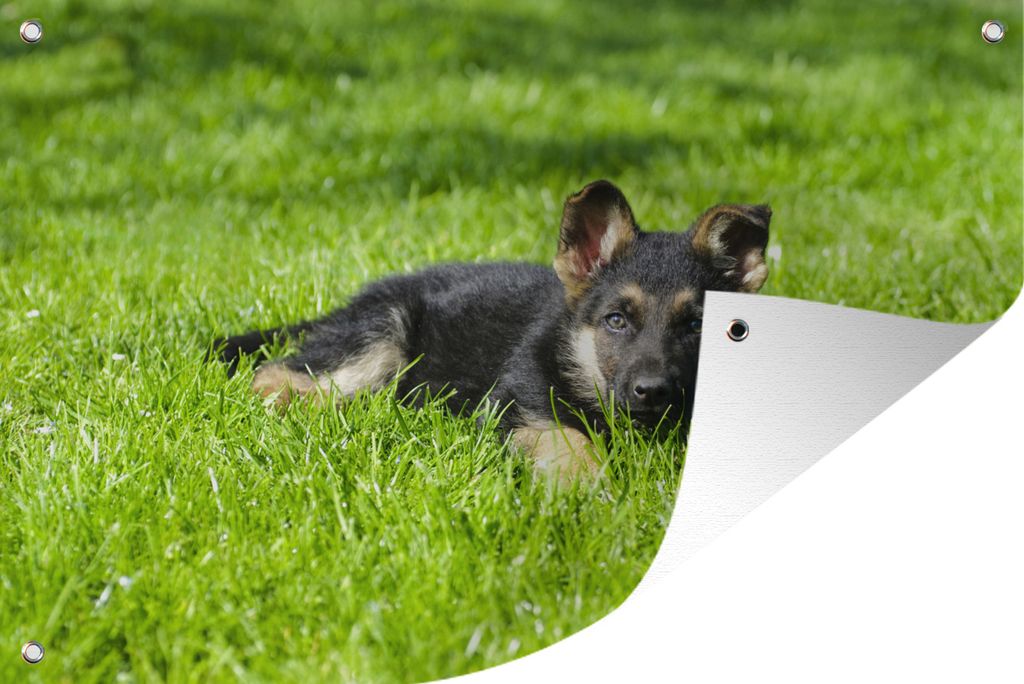 MuchoWow 90x60 cm Outdoor-Poster Gartendeko Sichtschutz Garten Poster für den Garten Liegender Deutscher Schäferhund Welpe