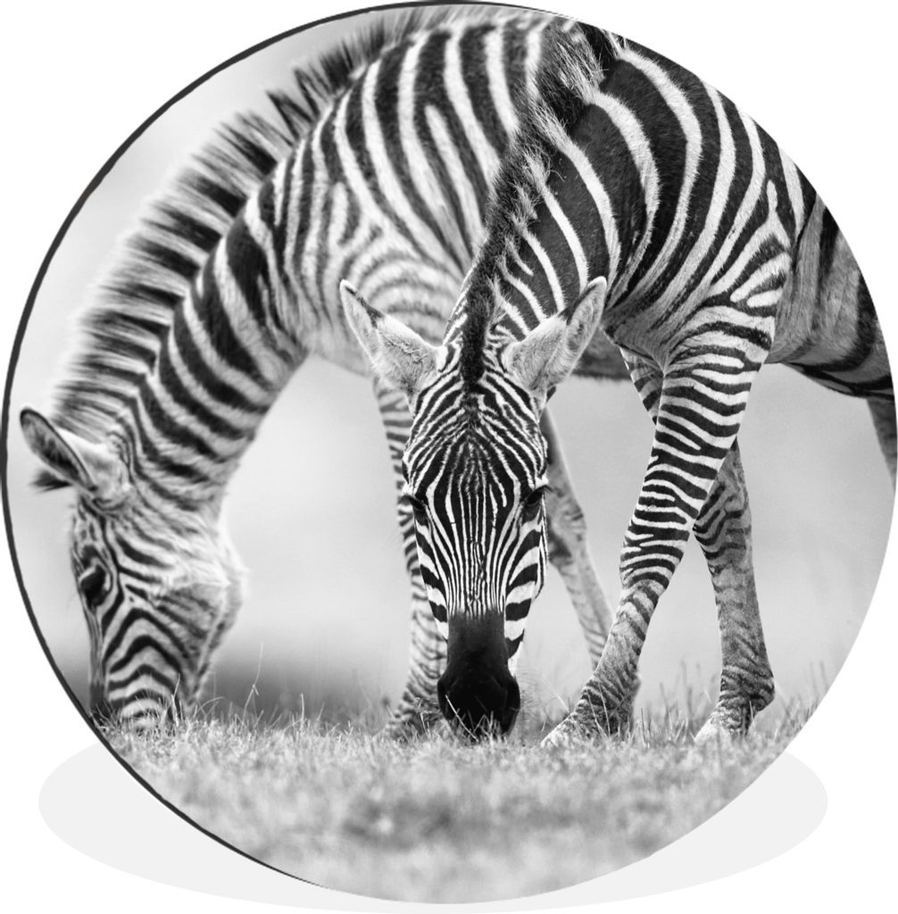 MuchoWow Aluminium Wandkreis Weidende Zebras Ø 90 cm Wanddeko Modern Wohnzimmer - Mauerkreis - Wandbilder - Runde Bild - Bild aus Aluminium - Sc...