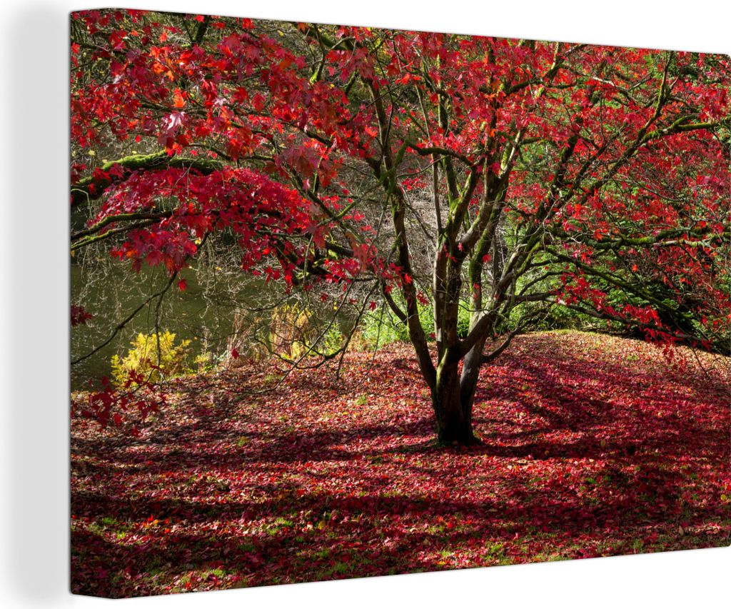 OneMillionCanvasses - Leinwandbilder - 150x100 cm, Ein Ahornbaum im Herbst, Wandbilder Kunstdruck Wanddekoration