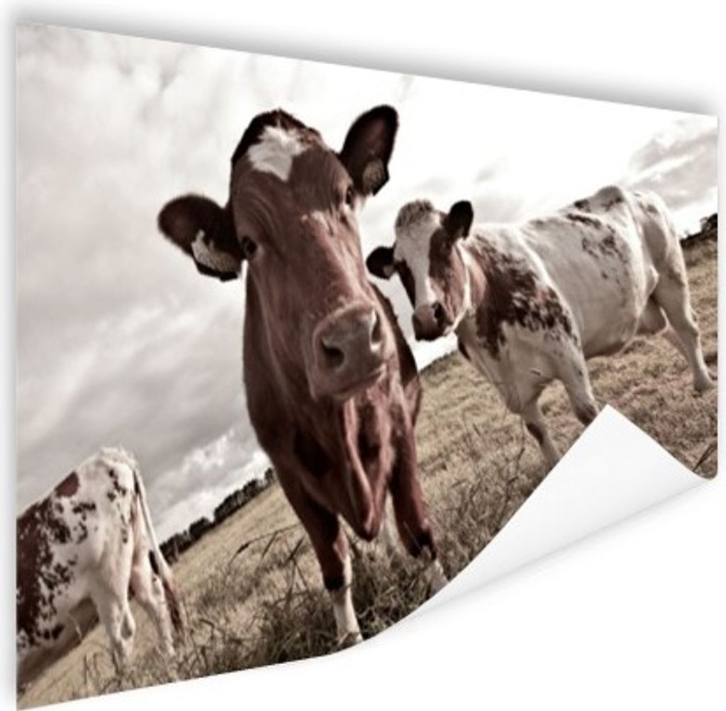 MuchoWow Poster Kühe auf einem Feld Sepia-Fotodruck 180x120 cm - Fotoplakat
