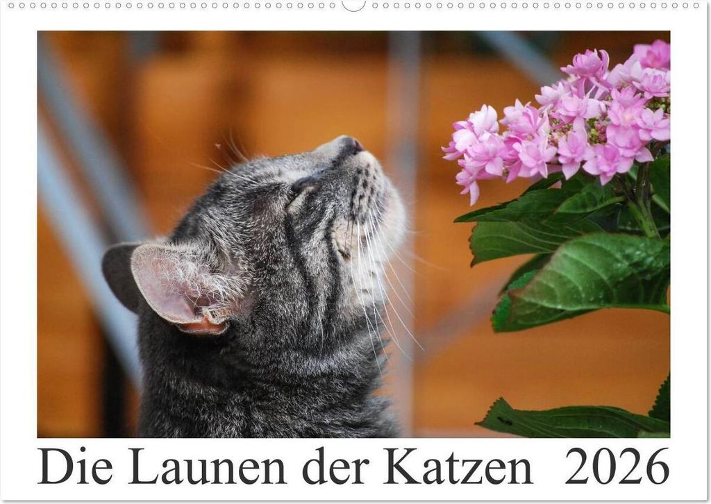 Die Launen der Katzen 2026 (Wandkalender 2026 DIN A2 quer), CALVENDO Monatskalender