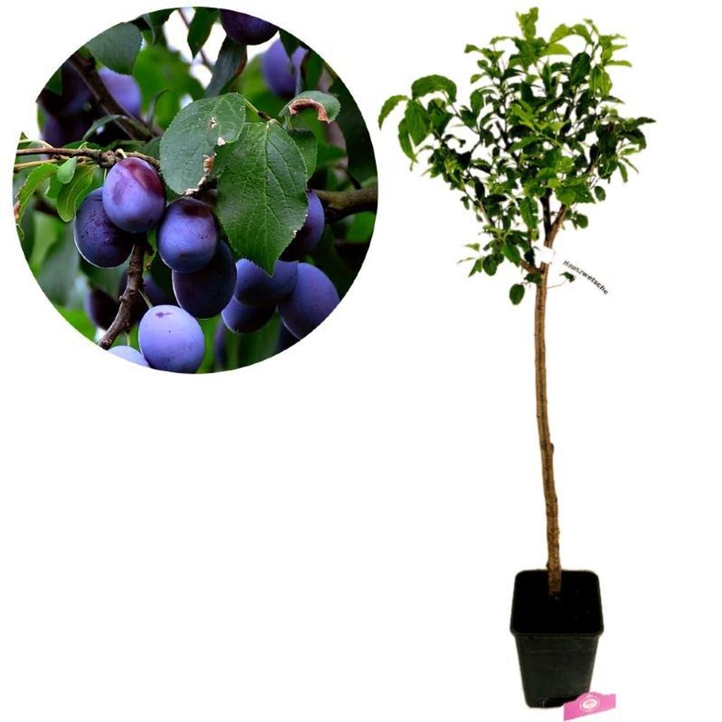 Prunus Domestica 'Hauszwetsche', Pflaumenbaum, 5 Liter Topf Produktbild 