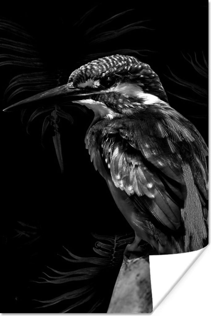 MuchoWow Poster Vogel vor schwarzem Hintergrund - schwarz und weiß 60x90 cm - Wanddekoration