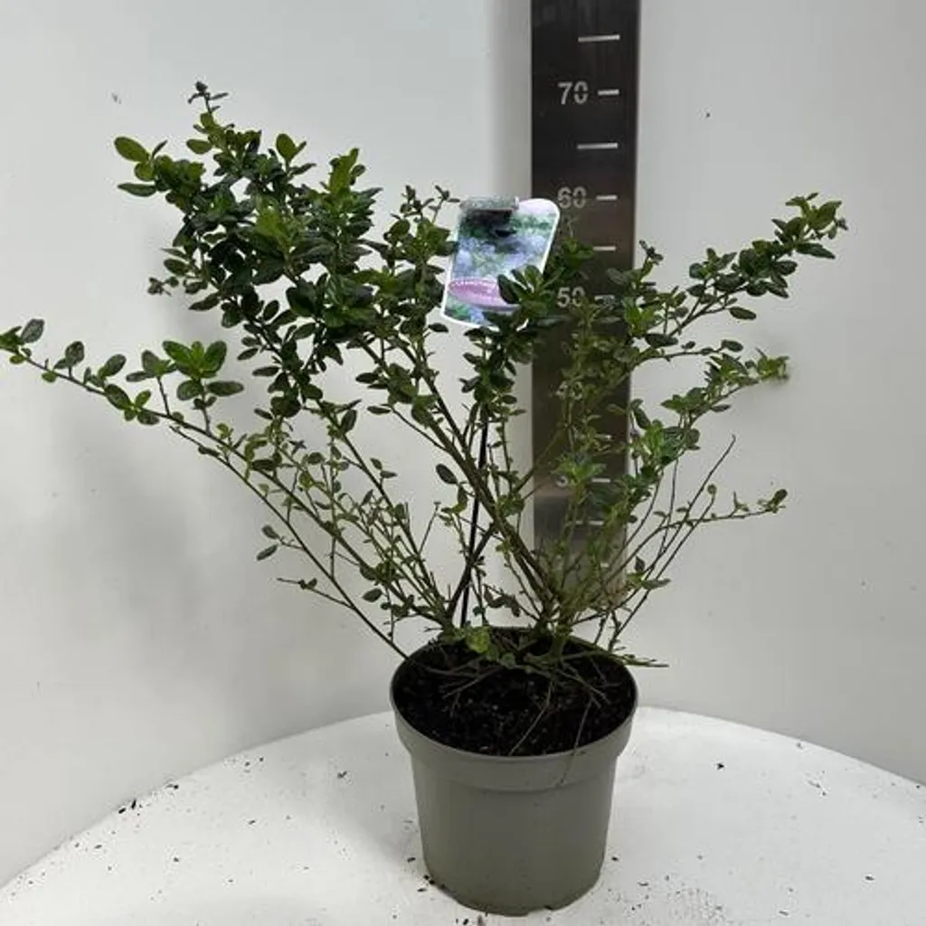 Ceanothus Yankee Point bleu intense - Arbuste persistant hauteur 40-50cm