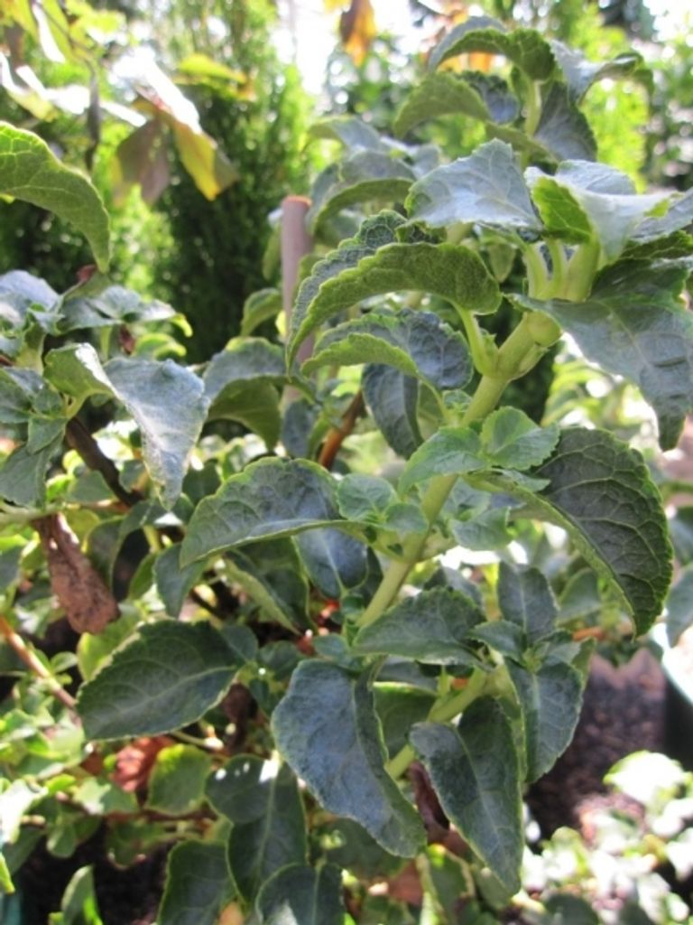 Hydrangea petiolaris Miranda - Kletterhortensie Miranda