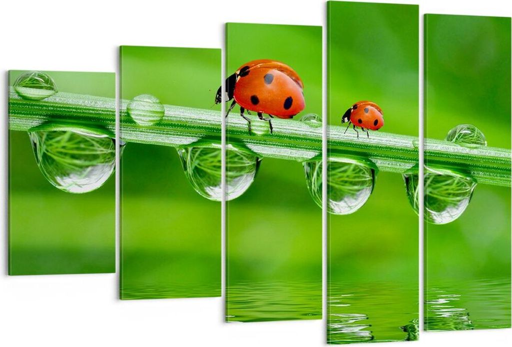 Bild auf Leinwand - Leinwandbild - Marienkäfer Wasser Grün Produktbild 