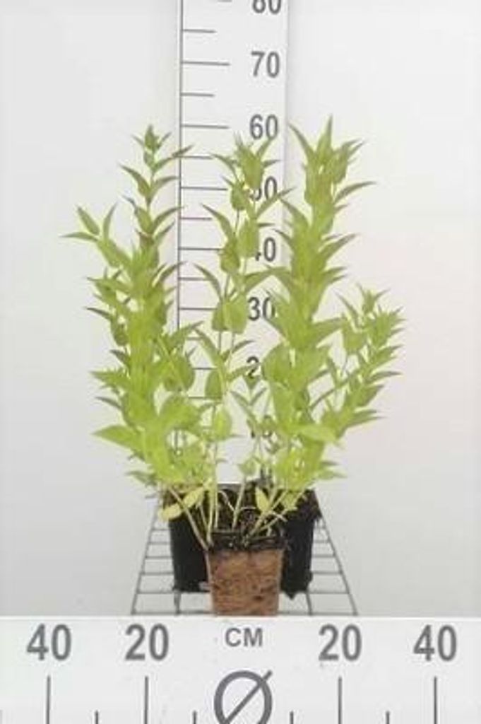 6 x Nepeta sibirica - Katzenminze - Topf 9 x 9 cm