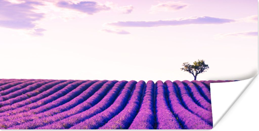 MuchoWow Poster Lavendel - Bäume - Lila - Blumen 160x80 cm - Foto Poster
