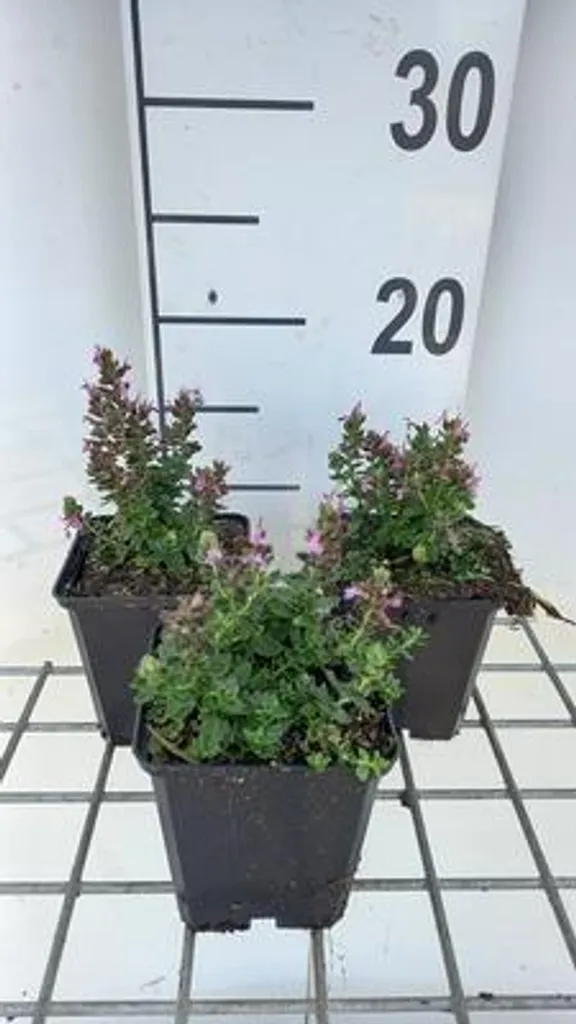 Alternative au buis : 6 Teucrium Nanum - Gamander en pot de 9 cm