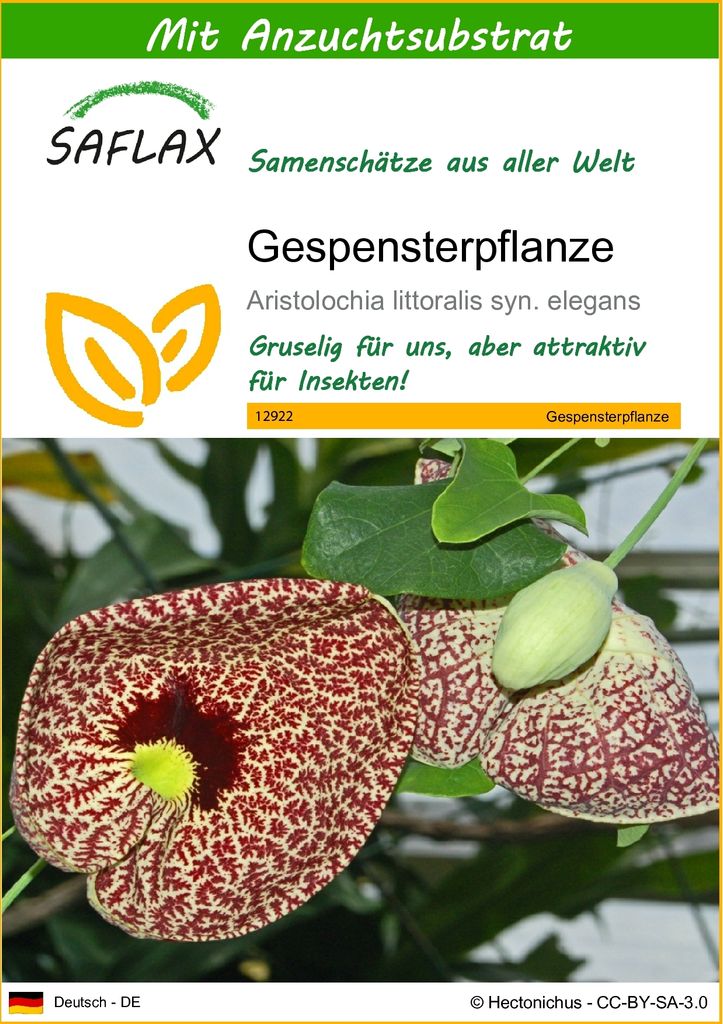 SAFLAX - Gespensterpflanze - Aristolochia littoralis syn. Produktbild 