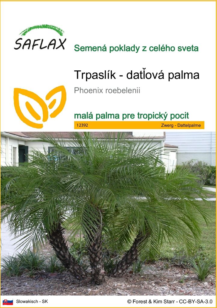 SAFLAX - Trpaslík - datľová palma - Phoenix roebelenii - 25 Obrázok produktu 