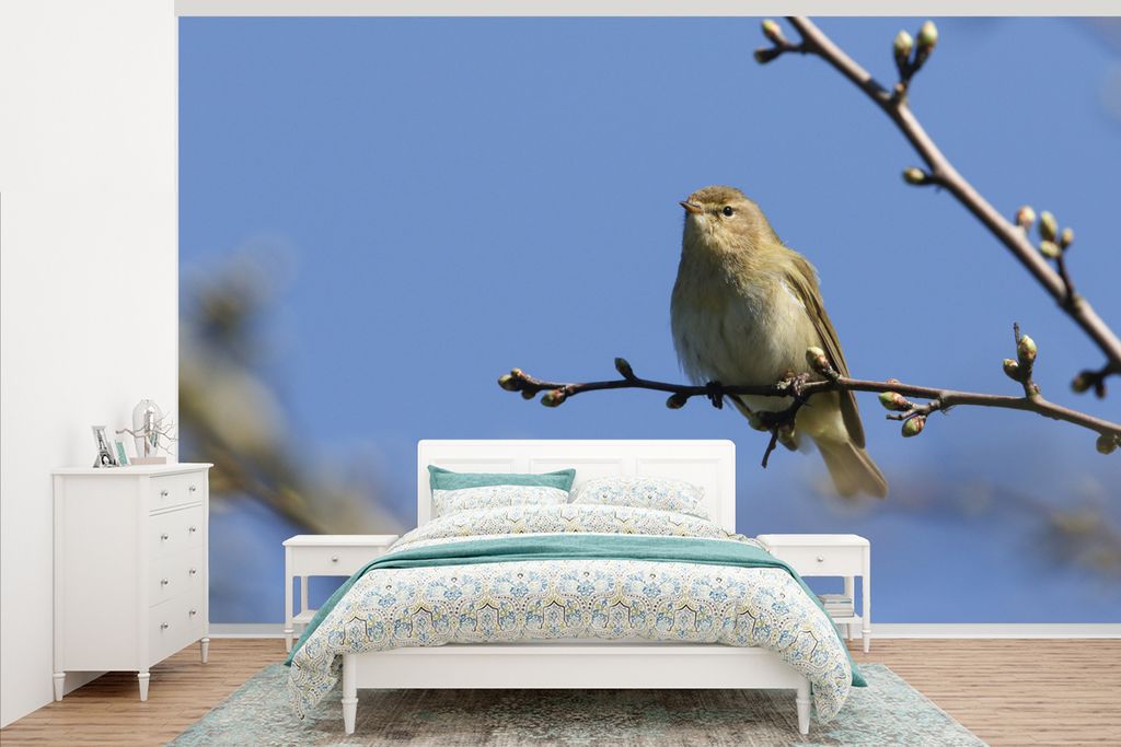MuchoWow Fototapete für Wohnzimmer oder Schlafzimmer Wandtapete Vinyl Motivtapete Ein Zilpzalp sitzt auf einem Ast - 345x220 cm - Wohnzimmertapete