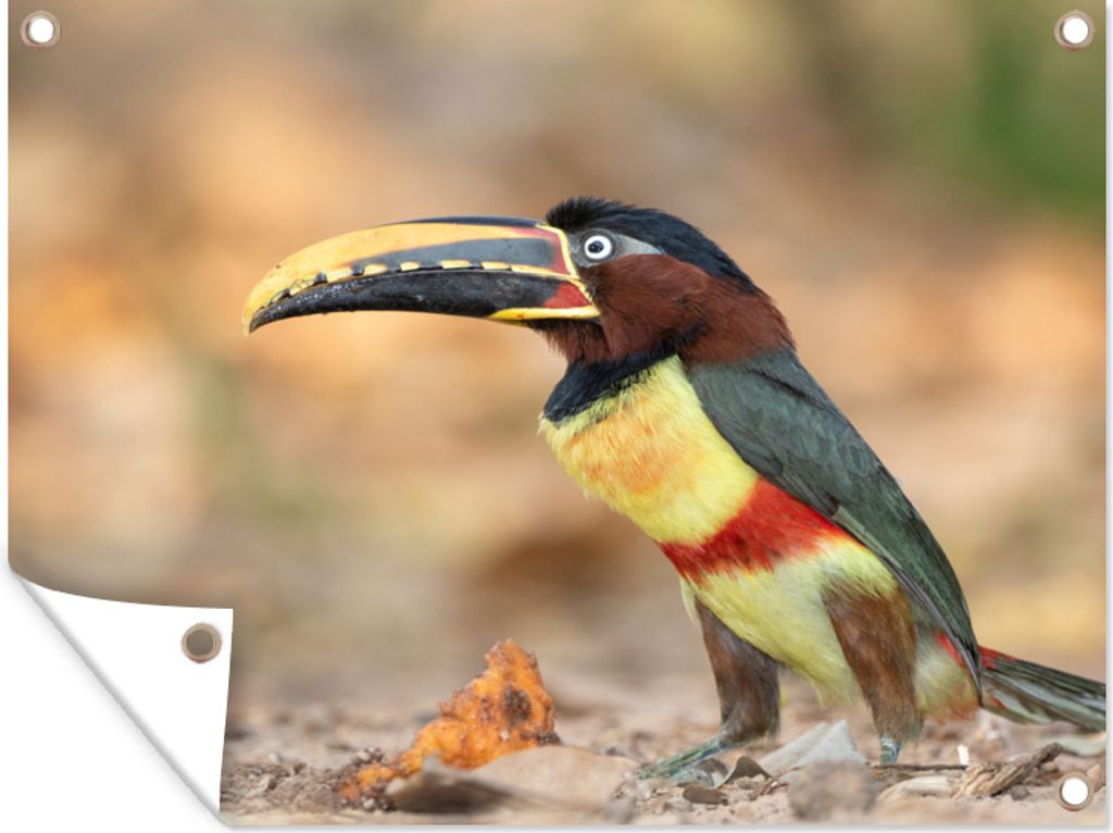 MuchoWow 120x90 cm Outdoor-Poster Gartendeko Sichtschutz Garten Poster für den Garten Vogel - Tukan - Federn - Natur