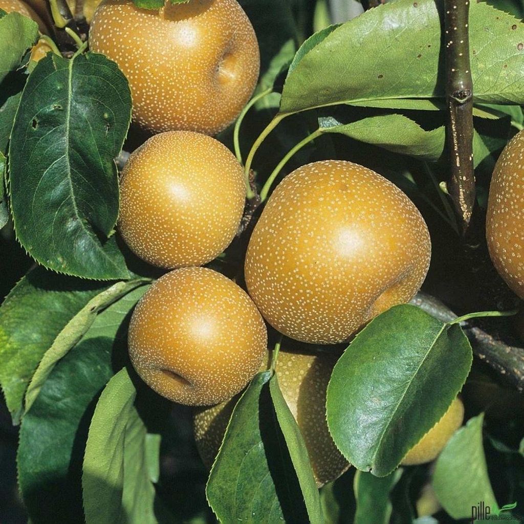 Nashi-Birne Kosui Birnen Birnenbaum Obstbaum 120-160 cm Produktbild 