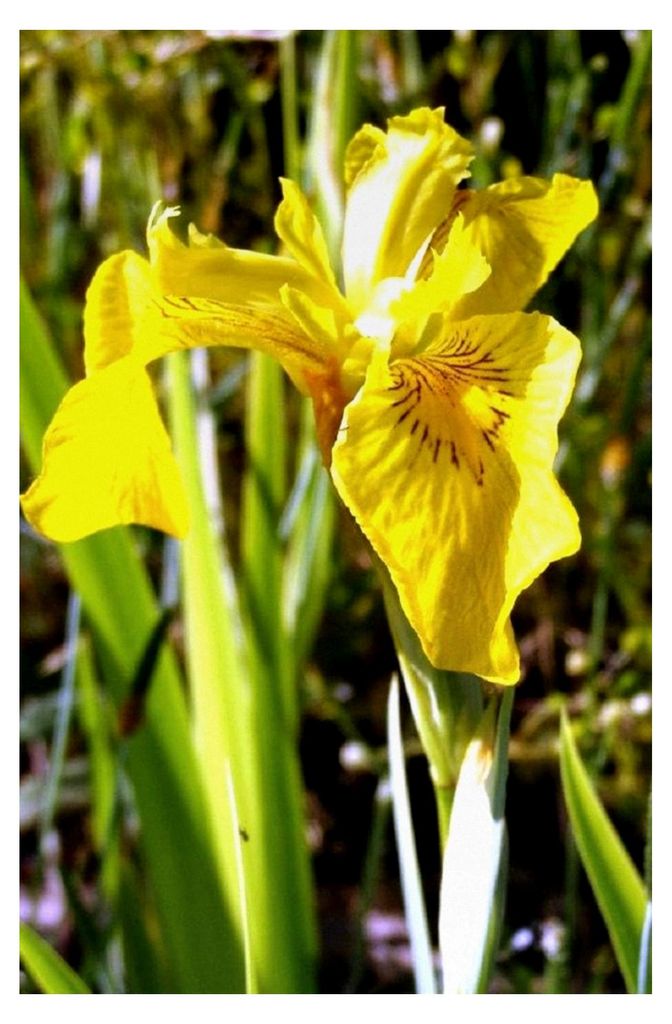 Iris pseudacorus 'Variegatus' - Gestreifte Sumpfschwertlilie, gelb - Qualitätsstaude im 9x9 cm Topf – heimisch - winterhart