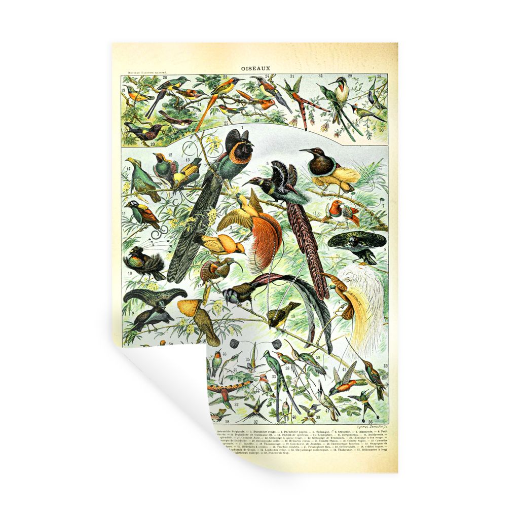 MuchoWow Wandtattoo Wandsticker Wandaufkleber Vögel - Natur - Tiere 60x90 cm Selbstklebend und Repositionierbar - Sticker - Dekorfolie