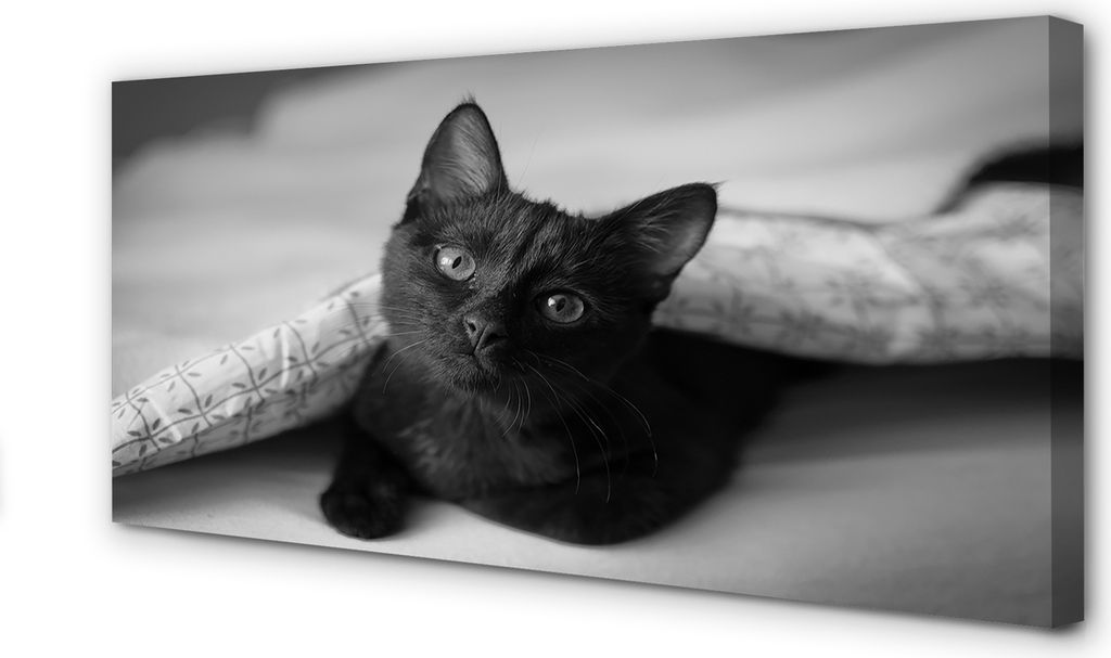 Leinwandbild 120x60 Wandkunst Katze unter der Decke