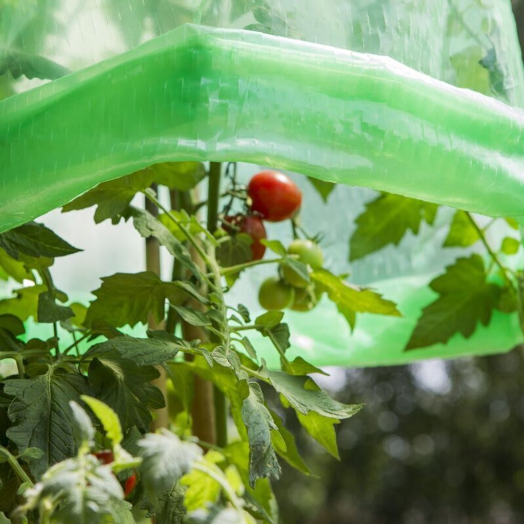 Tomaten Folien-Reifehaube 5 Stück
