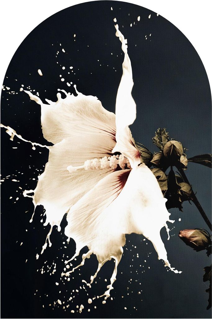 DEQORI Fototapete Rundbogen 100x150 cm 'Milchige Blüte' Wand Tapete Leinwand Sticker