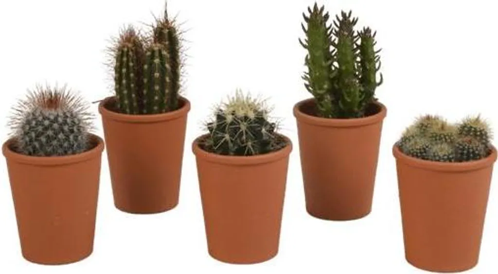 Mini-cactus en pot terre cuite Ø 5,5 cm : assortiment déco de 5 pièces
