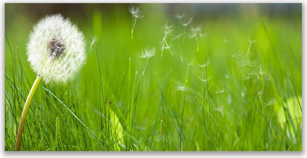 Glasbilder 140x70 Wandbild Druck auf Glas Pusteblume Gras Pflanzen