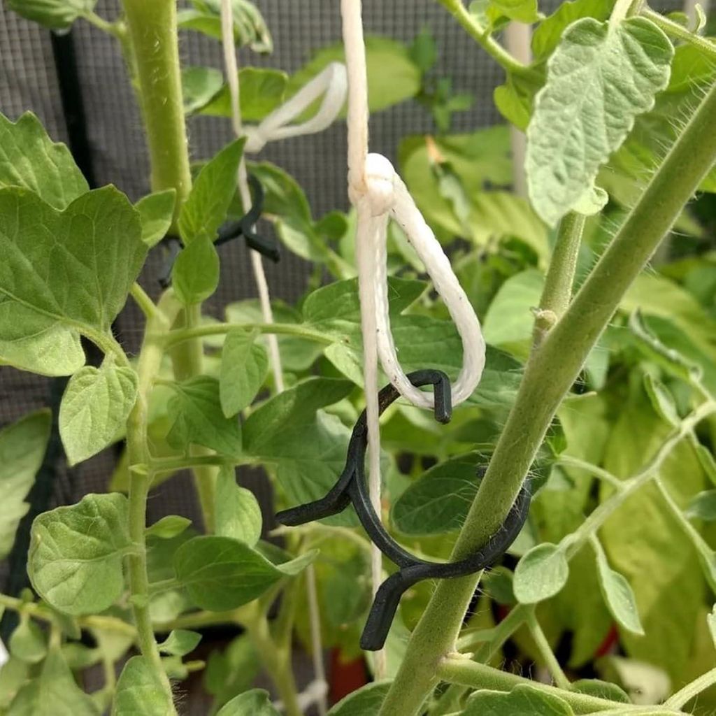 Pflanzenclips - 100 Stück - Weinreben-Befestigungsclips zur Unterstützung von Pflanzenstämmen (M)